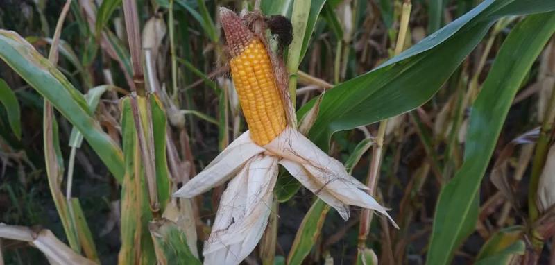 Zarobki na zbiorach owoców