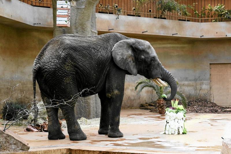 Zarobki w dostarczaniu nasienia