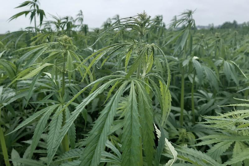 Uprawa konopi włóknistych