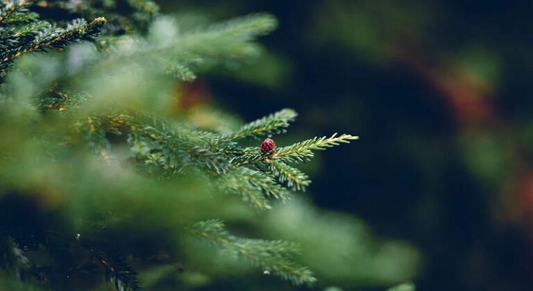 Zarobki na choinkach: Czy inwestycja w świąteczny biznes się opłaca?