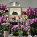 Zyskowność kwiaciarni: Ile naprawdę można zarobić i co na to wpływa?