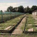 Ile można zarobić na hodowli ślimaków: sprawdź realne zyski i koszty