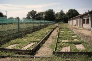 Ile można zarobić na hodowli ślimaków: sprawdź realne zyski i koszty