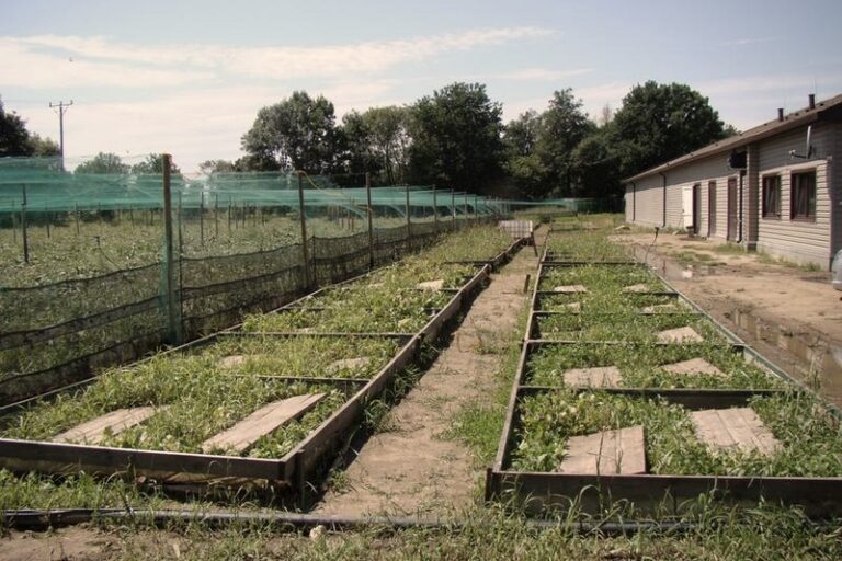 Ile można zarobić na hodowli ślimaków: sprawdź realne zyski i koszty