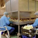 Ile można zarobić na obieraniu cebuli — sprawdź realne stawki i porady