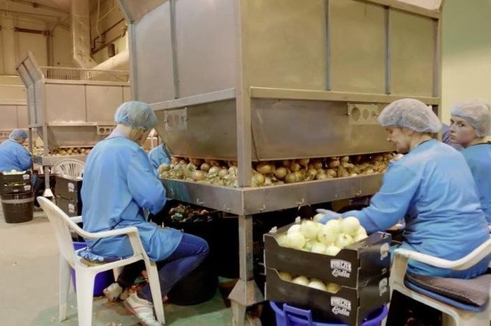 Ile można zarobić na obieraniu cebuli — sprawdź realne stawki i porady