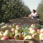 Ile można zarobić przy zbiorach? Realne stawki i warunki pracy