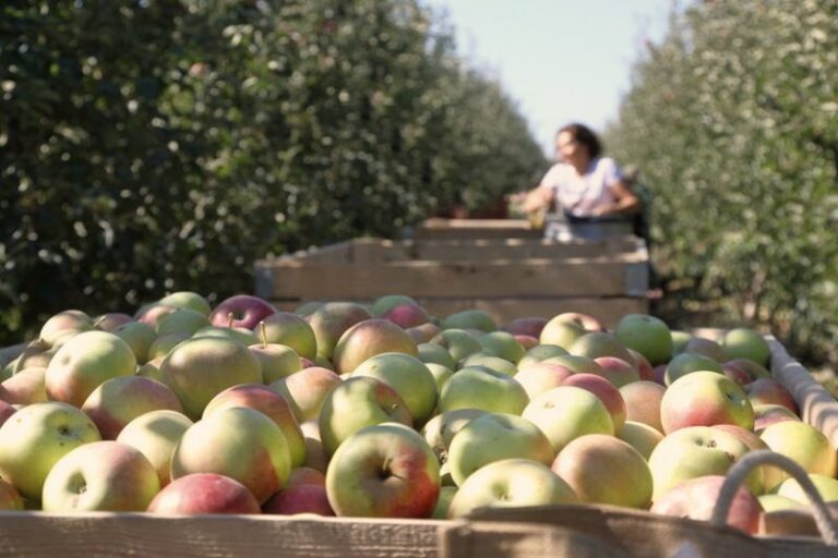 Ile można zarobić przy zbiorach? Realne stawki i warunki pracy