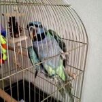 Kiedy giełda zwierząt w Busku-Zdroju? Terminy i godziny