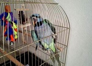 Kiedy giełda zwierząt w Busku-Zdroju? Terminy i godziny