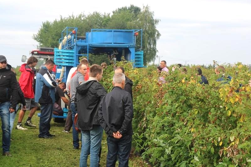 Maliny: ile można zarobić do 4000 zł? Stawki i sprawdzone triki
